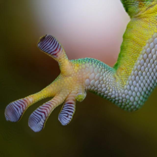 为什么人类没有进化出断肢重生的能力？-软件乐园