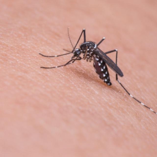 蚊子为什么不会被雨滴砸死？-软件乐园