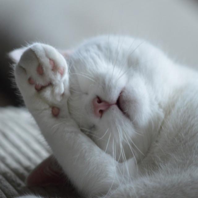 人为什么要睡觉？-软件乐园