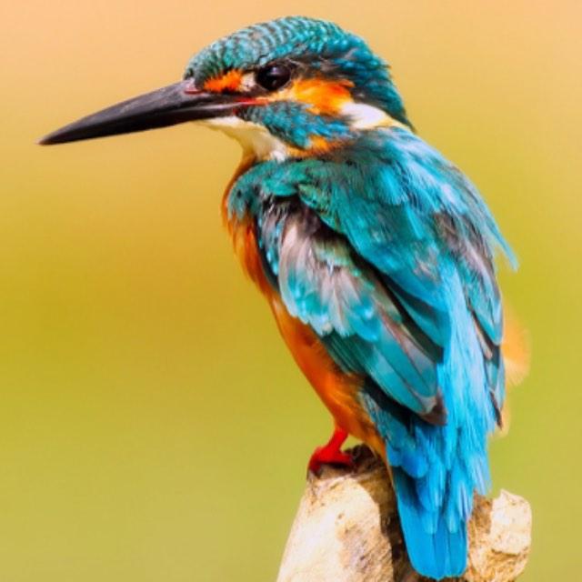 为什么棘皮动物比软体动物 节肢动物还要高等，可是为什么没有进化出眼睛呢？-软件乐园