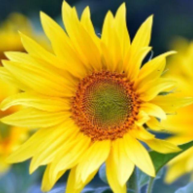 瞎扯 · 如何正确地吐槽-软件乐园