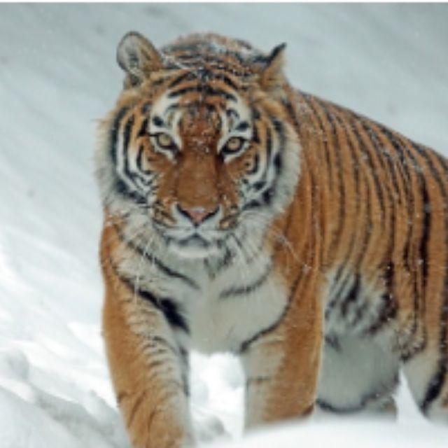 什么动物的蛋最奇怪？-软件乐园