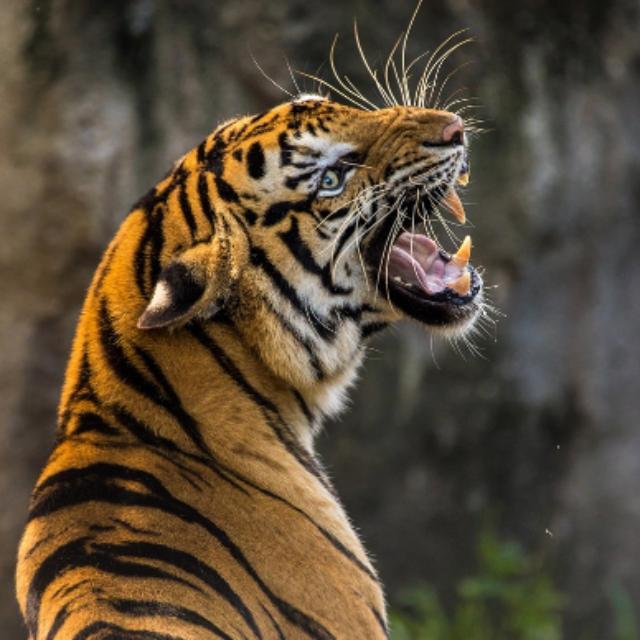 说好的伪装色,为什么老虎却长成了亮眼的金黄色?-软件乐园